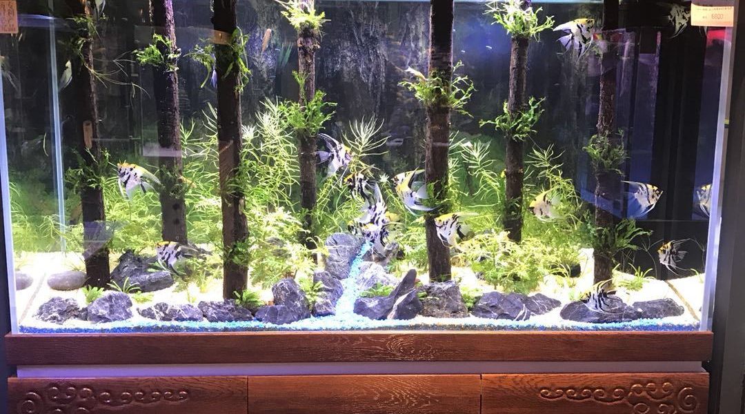 fish tank wood