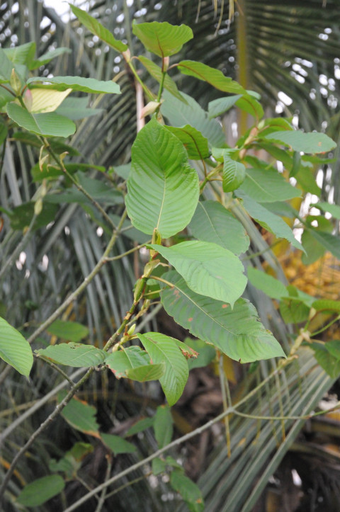 Kratom For Clarity